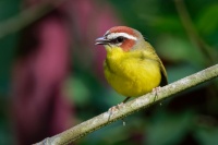 Lesnacek rezavohlavy - Basileuterus rufifrons - Rufous-capped Warbler o3565